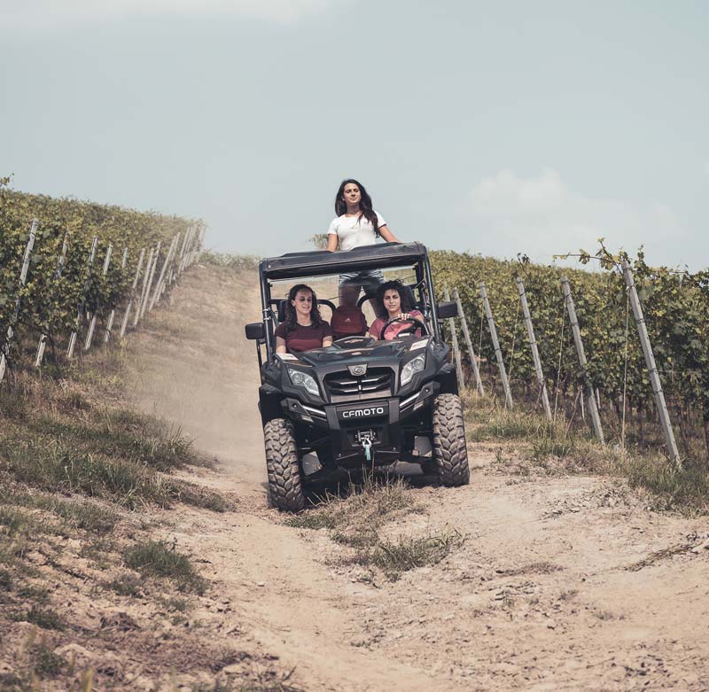 vineyard-view